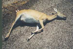 deer